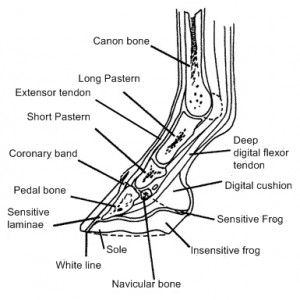 Internal hoof anatomy