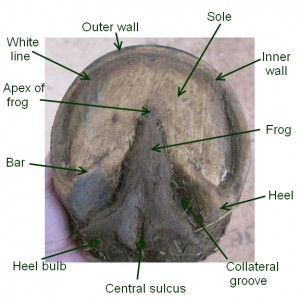 Hoof anatomy sole